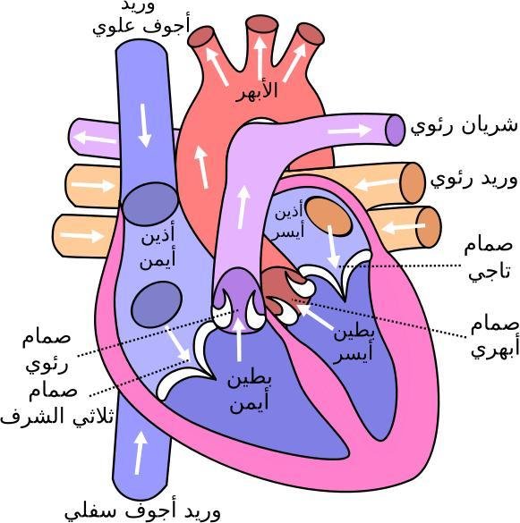 الوعاء الدموي الذي يخرج من البطين الايسر هو