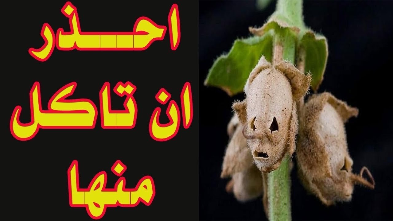 ما هي الشجرة الملعونة في القران